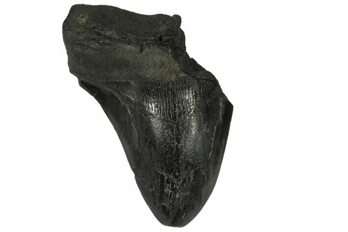 Partial Fossil Megalodon Tooth - South Carolina #168920